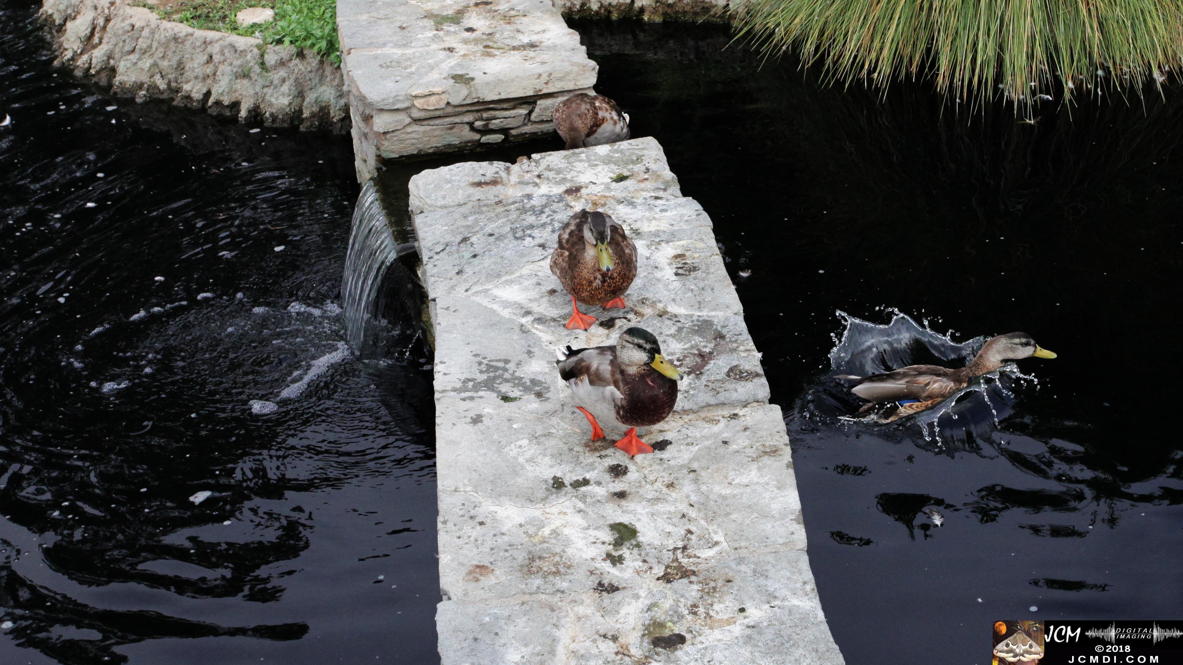 A Duck Splashdown at Bridgeport in Saugus, CA